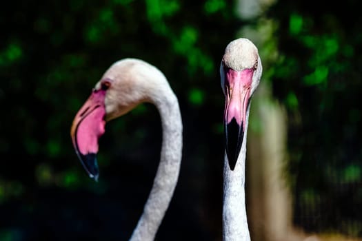 Greater flamingo (Phoenicopterus roseus) is the most widespread and largest species of the flamingo family