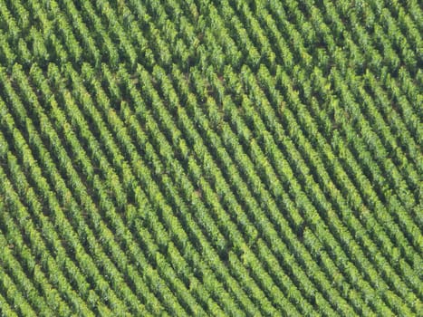 beautiful French vineyards grape production organized meticulous wine