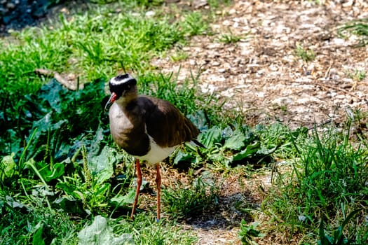 Crowned lapwing (Vanellus coronatus), known as crowned plover - Kenya