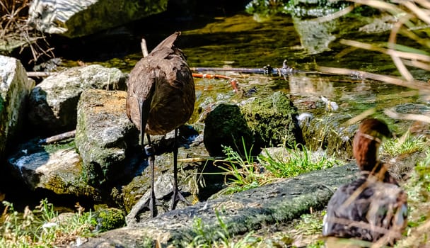 Scopus umbretta known as hamerkop is a medium-sized African wading bird