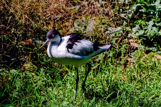 Pied avocet (Recurvirostra avosetta) - large black and white wader