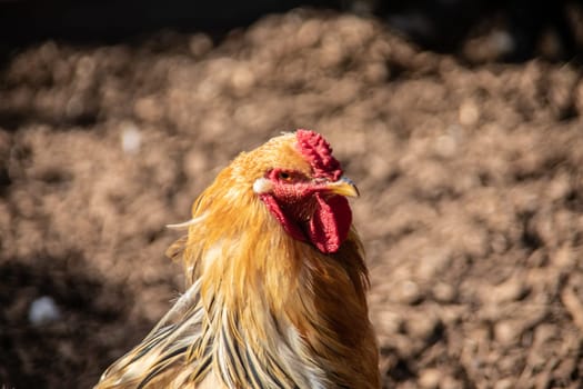 Chickens peck at the meadow for food