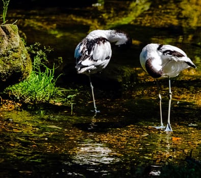Pied avocet (Recurvirostra avosetta) - large black and white wader