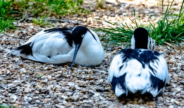 Pied avocet (Recurvirostra avosetta) - large black and white wader