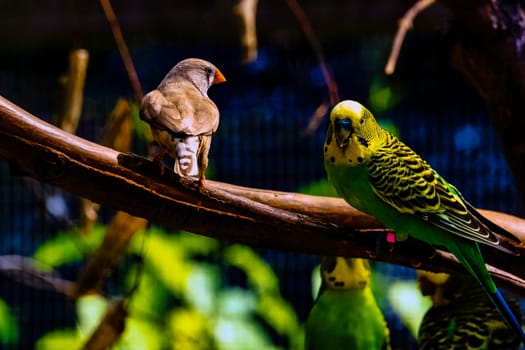 Melopsittacus undulatus known as budgerigar and Taeniopygia guttata known as zebra finch