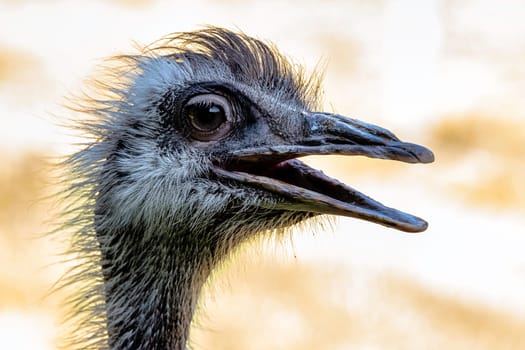 Wild female common ostrich (Struthio camelus)