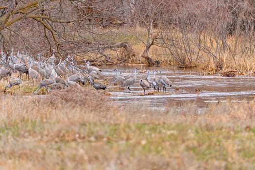 A Group of Sandhill Cranes in a Hidden Creek near the Platte River near Kearney, Nebraska
