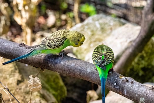 Melopsittacus undulatus known as budgerigar, budgie or parakeet