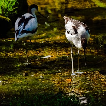 Pied avocet (Recurvirostra avosetta) - large black and white wader