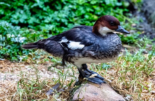 Mergellus albellus known as smew - female in dark plumage