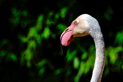 Greater flamingo (Phoenicopterus roseus) is the most widespread and largest species of the flamingo family
