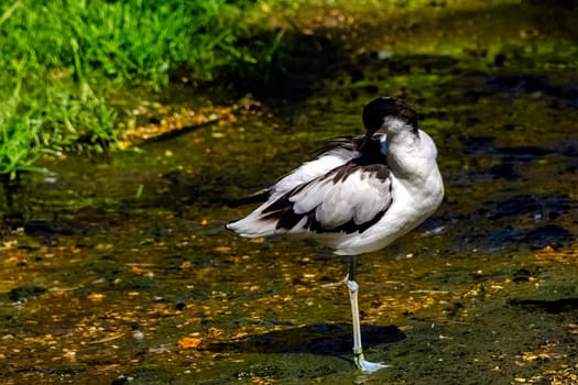 Pied avocet (Recurvirostra avosetta) - large black and white wader