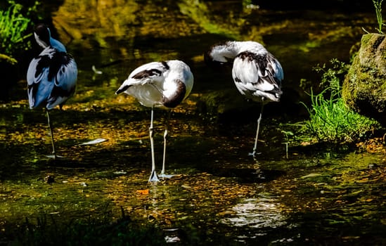 Pied avocet (Recurvirostra avosetta) - large black and white wader