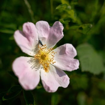 Green false oil beetle (Oedemera nobilis) on the flower of a hedge rose in spring