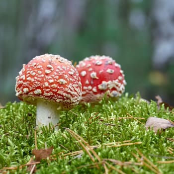 Toadstools (Amanita muscaria) grow on the forest floor in autumn