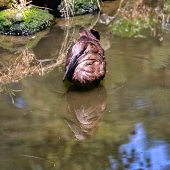 Scopus umbretta known as hamerkop is a medium-sized African wading bird