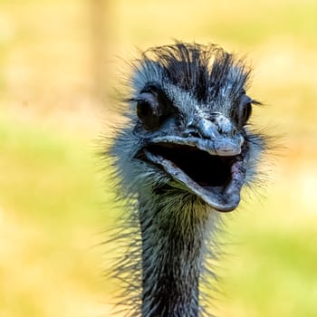 Wild female common ostrich (Struthio camelus) - Kenya
