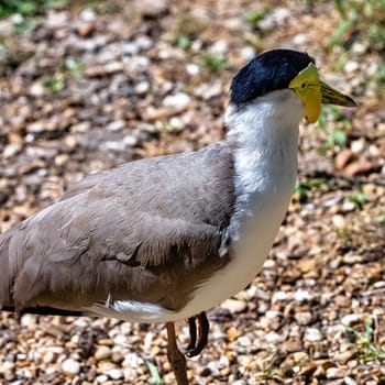 Vanellus miles known as masked lapwing, masked or spur-winged plover is a large, common and conspicuous bird native to Australia