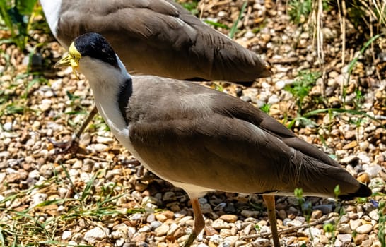 Vanellus miles known as masked lapwing, masked or spur-winged plover is a large, common and conspicuous bird native to Australia
