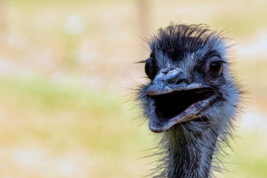 Wild female common ostrich (Struthio camelus)