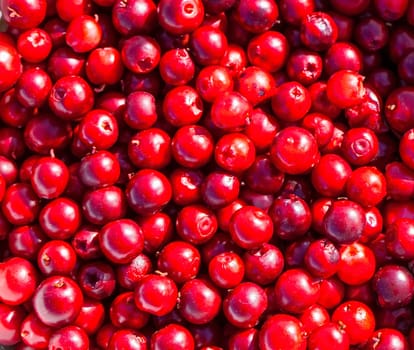 The close-up of red  lingonberry. Abstract natural pattern, texture, background