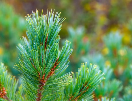The beautiful  green pine brancheh. Close up. Selective focus
