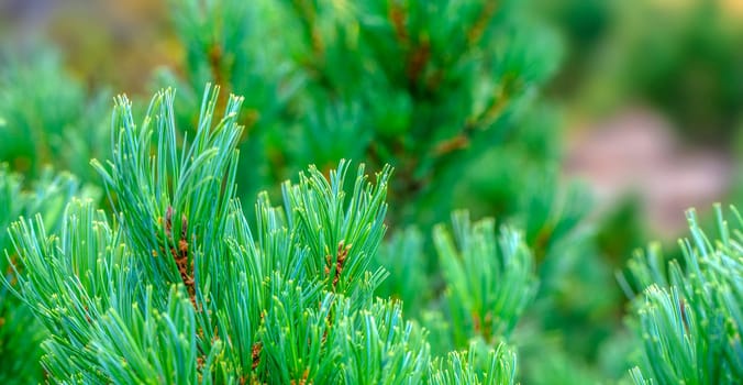 The beautiful  green pine brancheh. Close up. Selective focus