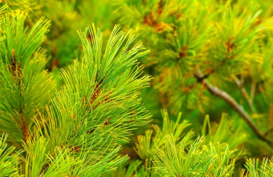 The beautiful  green pine brancheh. Close up. Selective focus