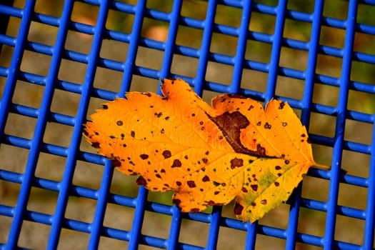 autumnal colored leaf on a blue grid of a seat