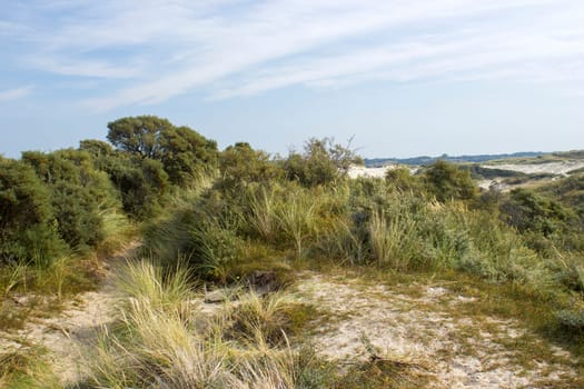 the dunes landscape in Haamstede, Zeeland in the Netherlands