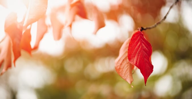Cherry branch with red leaves on the sunny background in autumnal garden. Concept of wallpaper and banner.