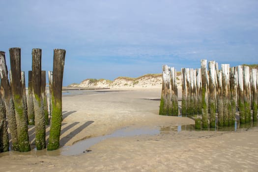 Wave breaker made of wooden stakes on the beach, Haamstede, Zeeland, Netherlands