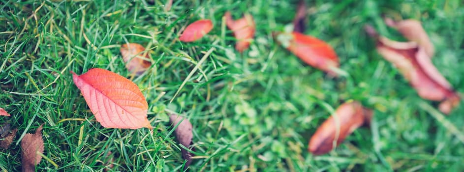 Autumnal leaves on the grass in the park. Concept of wallpaper and banner.