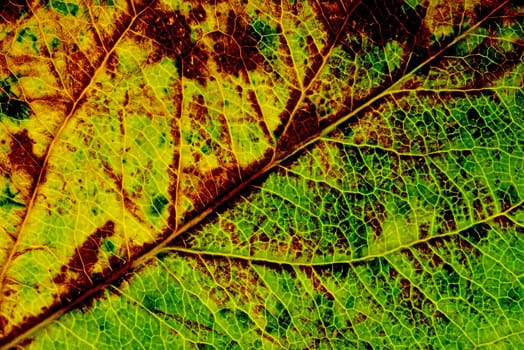 autumnal colored leaf in a macro