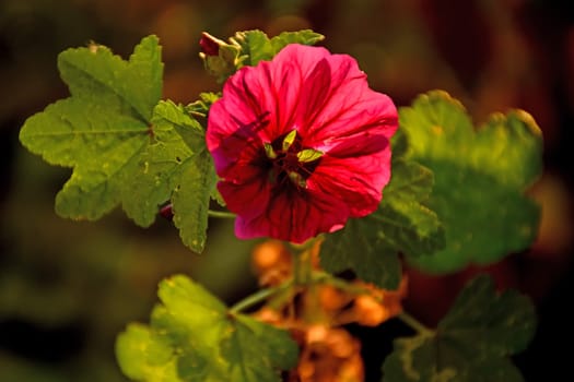 mallow, medicinal plant flower
