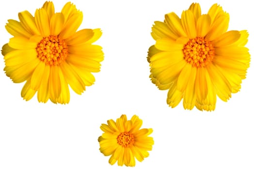 Calendula, medicinal plant on a black, empty background