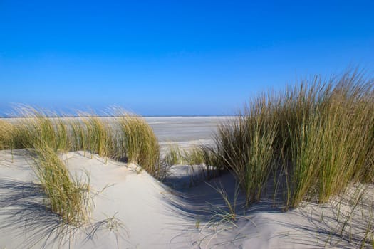 the dunes, Renesse, Zeeland, the Netherlands