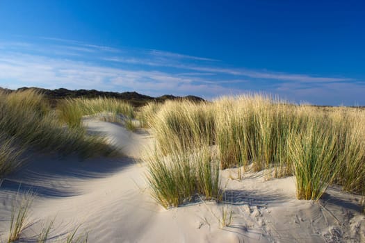 the dunes, Renesse, Zeeland, the Netherlands