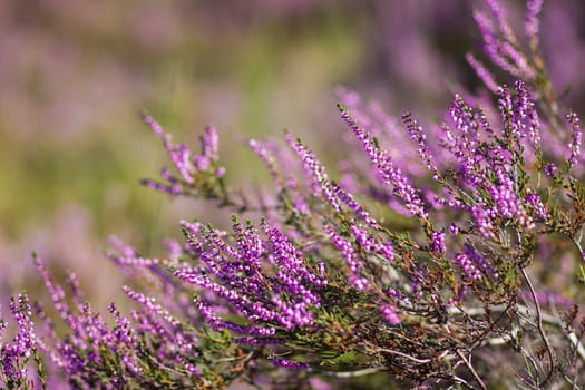 Blooming heather in National Park Maasduinen in the Netherlands