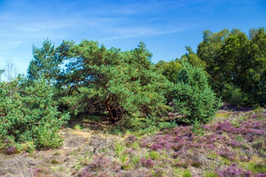 Heathland in National Park Maasduinen in the Netherlands