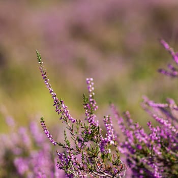 Blooming heather in National Park Maasduinen in the Netherlands