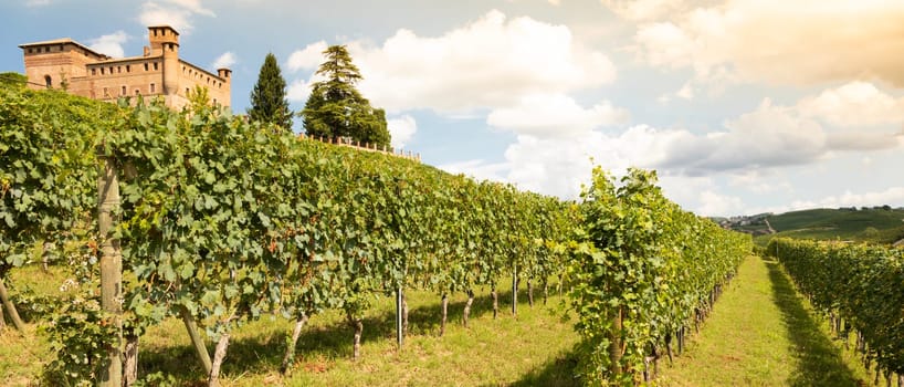 Vineyard in Piedmont Region, Italy, with Grinzane Cavour castle in the background. The Langhe is the wine district of Barolo wine.