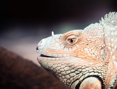 Head and eye of a green iguana at the zoo de la palmyre