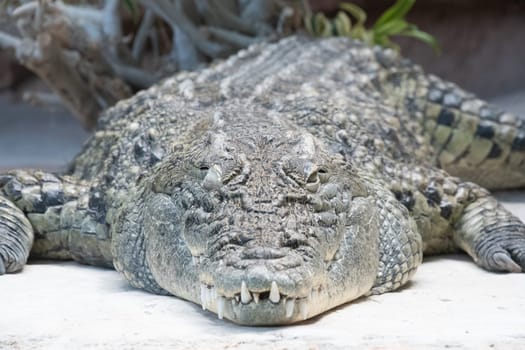 Nile crocodile at Palmyre Zoo in France