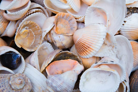 There are many shells of different shapes and sizes in close-up. . High quality photo