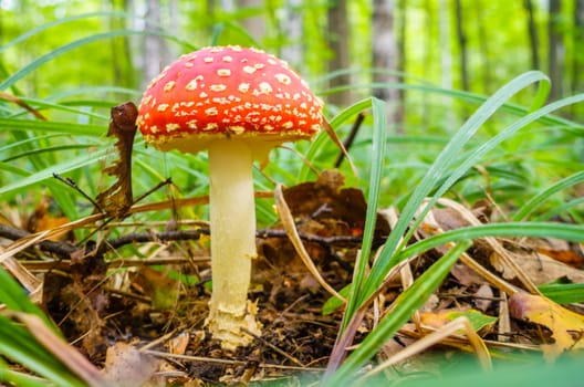 Close-up image of an amanita mushroom in forest in Russia