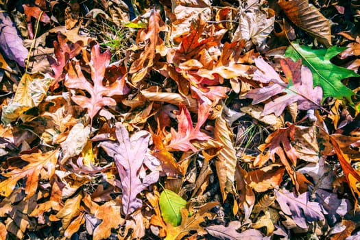 Close-up image of fallen leaves on the ground