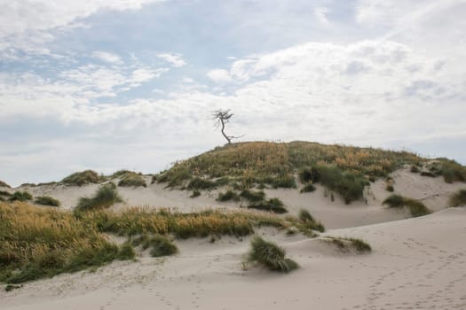 the dunes landscape in Haamstede, Zeeland in the Netherlands