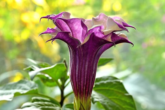 thorn apple with violet and white flower in backlit