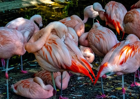 Greater flamingo (Phoenicopterus roseus) is the most widespread and largest species of the flamingo family